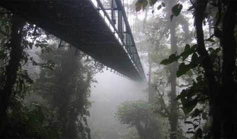 Montenegro Rainforest Bridge – Costa Rica | Flickr - Photo Sharing! Scary Bridges, Sky Walk, Huangshan, Cloud Forest, Puntarenas, Monteverde, Beautiful Forest, A Bridge, Central America