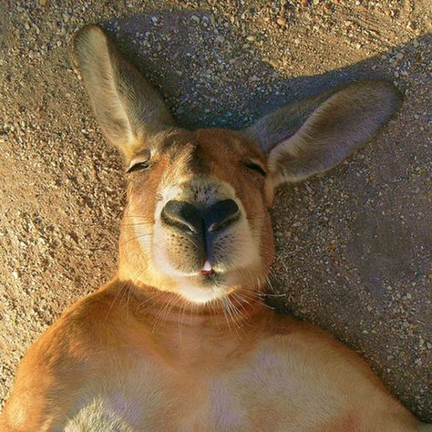 Kangaroo Selfie Smiling Animals, 웃긴 사진, The Animals, Animal Planet, An Animal, Animal Photo, 귀여운 동물, Animals Friends, Beautiful Creatures