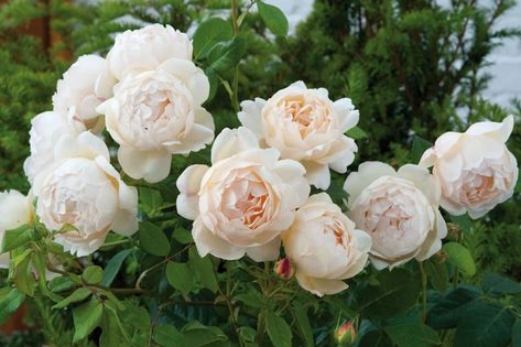 David Austin Climbing Roses, Old English Roses, Rose Plant Care, Rose Garden Design, Austin Rose, Fragrant Roses, Climbing Rose, Rose Varieties, Rose Seeds