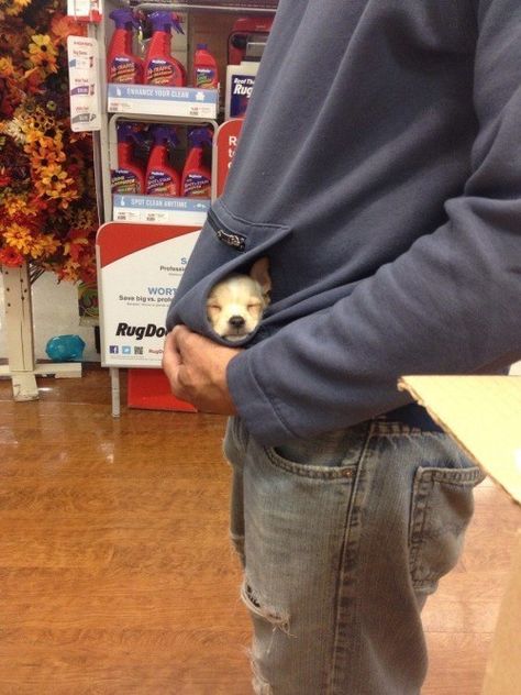 This pocket puppy. Pocket Dog, Cute Puppy Pictures, Puppy Photos, Puppy Pictures, Funny Animal Pictures, Adorable Animals, Training Your Dog, Little Dogs, Cuteness Overload