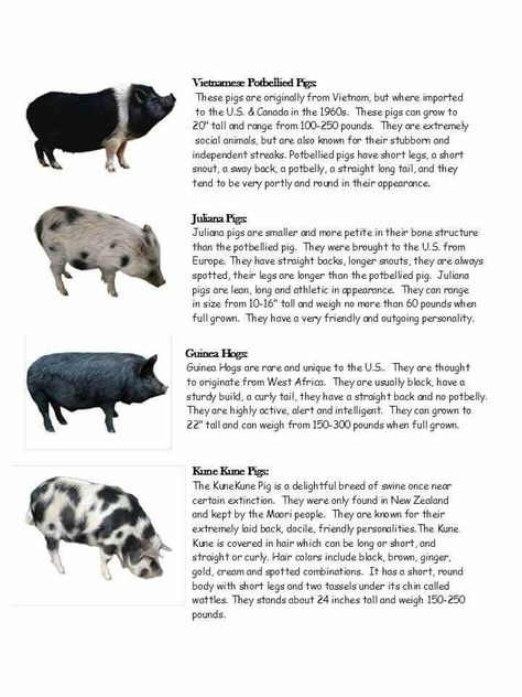 Pig Pig Keeping, Types Of Pigs, Pig Playground, Pig Sanctuary, Mini Potbelly Pigs, Mini Pig Care, Pet Pig Care, Mini Pig Pet, Juliana Pigs