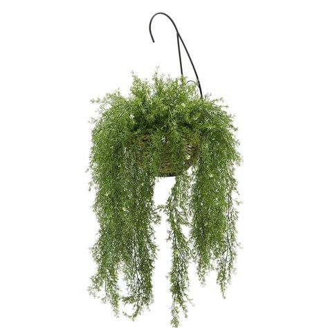 Fern Hanging Basket, Indoor Window Planter, Ivy Plant Indoor, Plants In Baskets, Ivy Plant, Artificial Plants And Trees, Asparagus Fern, Ivy Plants, Floor Plants