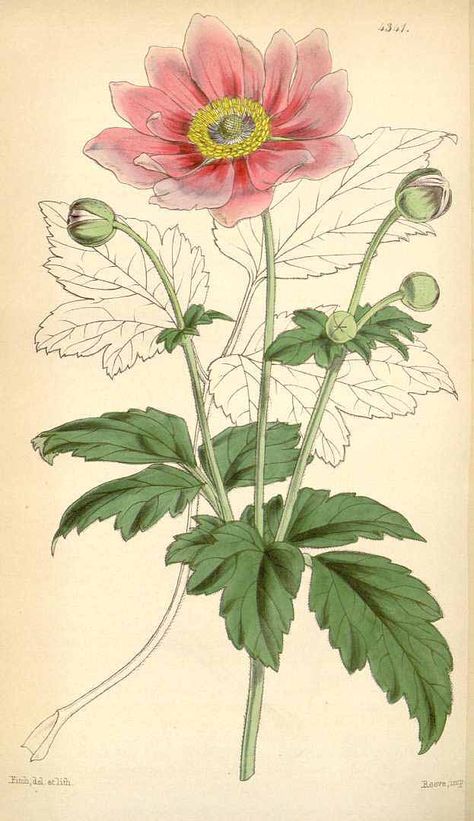 Anemone scabiosa from Curtis's Botanical Magazine Anemone Japonica, Botanical Printables, Botanical Illustration Vintage, Image Nature, Vintage Botanical Prints, Botanical Illustrations, 수채화 그림, Botanical Painting, Scientific Illustration