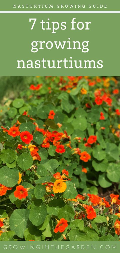 How To Grow Nasturtiums, Climbing Nasturtium In Pots, Nasturtium Container Ideas, Nasturtium Window Boxes, Nasturtium Garden Ideas, Nasturtium Flower Hanging Baskets, Climbing Nasturtium Trellis, Planting Nasturtium Seeds, Growing Nasturtium From Seed