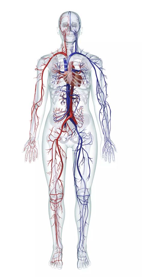 Learn About the Organ Systems in the Human Body Biology Projects, Human Organ, Organ System, Body Organs, Cardiovascular System, Body Systems, The Human Body, Anatomy Art, Working Together