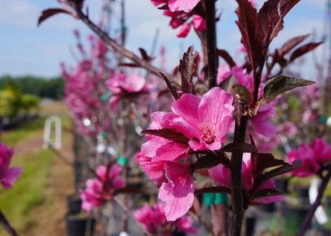 Showtime Crabapple Tree Showtime Crabapple Tree, Garden Answer, Front Yard Plants, Tree Photos, Yard Plants, Foliage Leaves, Early Spring Flowers, Tree Growing, Fuchsia Flowers