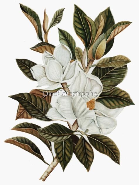 "Vintage Magnolia Botanical Illustration" Sticker for Sale by DinoCatastrophe | Redbubble Magnolia Leaves Drawing, Botanical Packaging, Vintage Magnolia, Leaves Drawing, Perfume Ad, Botanical Artwork, Magnolia Leaves, Leaf Drawing, Floral Botanical