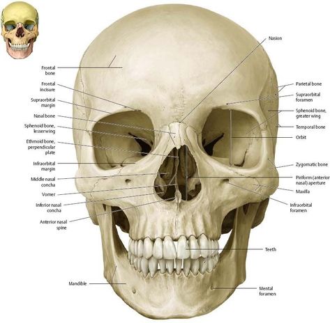 Anterior view Bones Of The Head, Anatomy Education, Human Skeleton Anatomy, Skull Anatomy, Anatomy Bones, Head Anatomy, Skull Reference, Gross Anatomy, Skeleton Anatomy