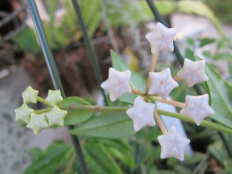 Starberries Hoya Bella, Nothing But Flowers, Flower Therapy, Buy Plants, Pretty Plants, Shooting Star, Star Flower, Nature Aesthetic, Lily Of The Valley