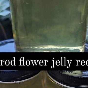 Nikki Fotheringham on Instagram: "Goldenrod Jelly Recipe Pick flowers early in the morning and shake out any bugs. Steep 5 cups of flowers in 4 cups boiling water for an hour (longer is better). Strain out flowers and discard. Pour goldenrod tea into a pot and add 2 tsp lemon juice. Add 2 packs of powdered pectin. Bring to the boil. Add 5 cups sugar all at once. Bring to the boil and boil for 1 minute. Place jelly in jars and put the sealed jars in a water bath for 10 minutes. Will keep sealed f Goldenrod Jelly, Pick Flowers, Foraging Recipes, Jelly Recipe, Jelly Recipes, Early In The Morning, Diy Recipes, Boiling Water, Lemon Juice