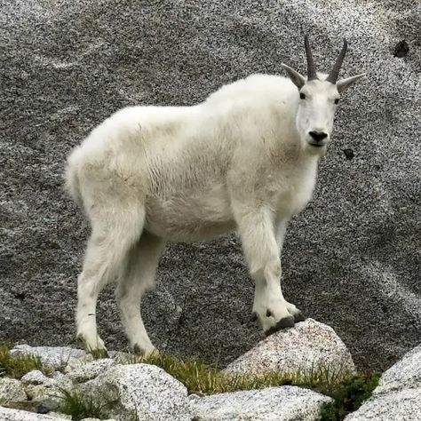 mountain goat Rocky Mountain Goat, Pygora Goats, Goat Mountain, Toggenburg Goat, Kiko Goats, Alpine Goats, Estilo Punk Rock, Mountain Goats, Boer Goats