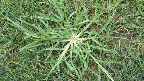 Discover the numerous health benefits of goose grass in this comprehensive guide. Learn how to prepare and use goose grass for various medicinal purposes, from treating skin conditions to supporting kidney and lymphatic health. Different Types Of Grass, Common Lawn Weeds, Lawn Weeds, Medicinal Weeds, Landscape Ideas Front Yard Curb Appeal, Spring Lawn Care, Grass Fertilizer, Front Yard Curb Appeal, Grass Weeds