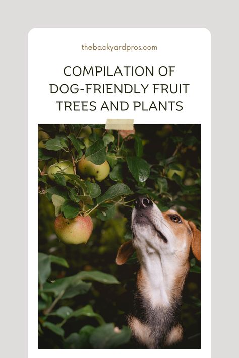 Plants Safe For Dogs, Watermelon Vines, Cantaloupe Fruit, Blueberry Tree, Backyard Hacks, Dog Safe Plants, Strawberry Tree, Fruit List, Front Garden Landscape