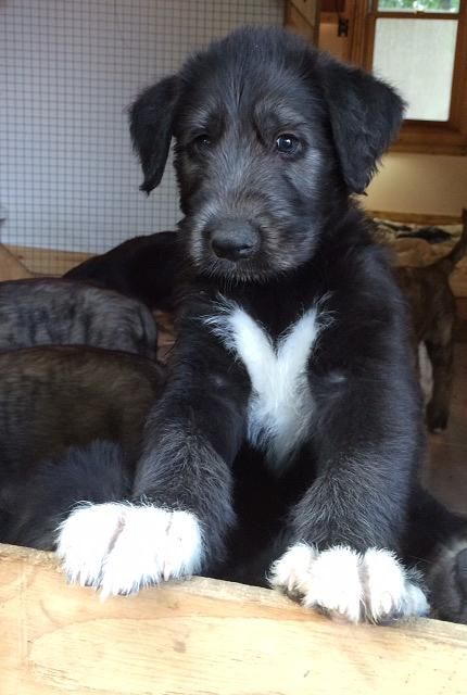 timbercreek irish wolfhounds puppies | PUPPIES. I will have one soon very soon Velcí Psi, Wolfhound Puppies, Wolf Hound, Irish Wolfhound Puppies, Irish Wolfhound Dogs, Wolfhound Dog, Tattoo Animal, Irish Wolfhounds, Irish Wolfhound