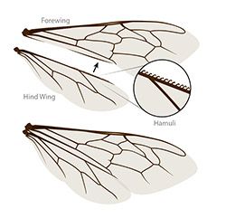 Bee Flight | Ask A Biologist Diy Bee Wings, Wing Template, Bumble Bee Wings, Wing Anatomy, Animation Mentor, Diy Bee, Bee Wings, Diy Wings, Buzz Bee