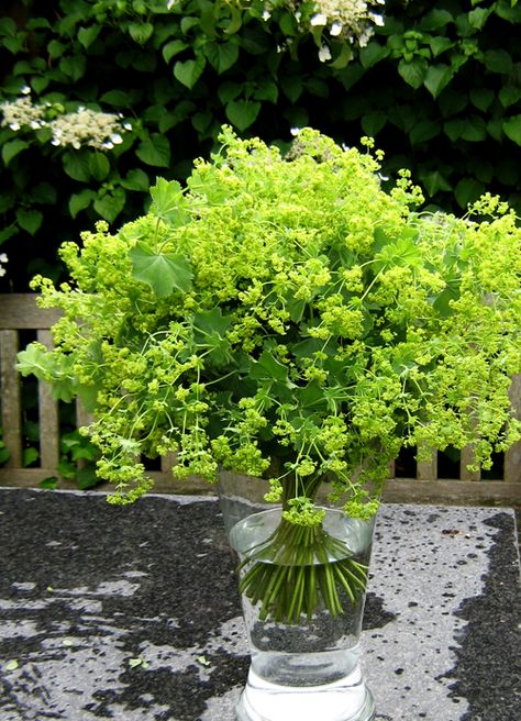 Lady's Mantle ~ a hardy perennial that blooms for a long period and the chartreuse green is a welcome addition to any floral arrangement Ladies Mantle, Alchemilla Mollis, Cut Flower Farm, Lady's Mantle, Red Hen, Garden Shrubs, Hardy Perennials, Seasonal Flowers, Wedding Flower Arrangements