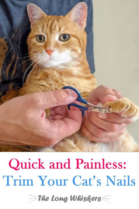 A man trims a cat's nails Clipping Cat Nails, Cats Nails, Trim Cat Nails, Cat Advice, Cut Cat, Mean Cat, S Nails, Cat Language, Cat Hacks