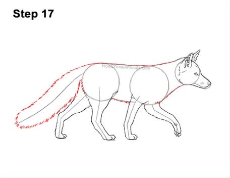 Fox Proportions, Fox Anatomy Drawing, Fox Front View Drawing, Red Fox Sketch, Fox Walking Drawing, Fox Drawing Step By Step, Fox Walking, How To Draw Foxes, Fox Drawing Reference