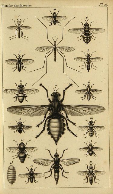 Histoire des insectes Insect Anatomy, Firmin Didot, Fauna Illustration, Scientific Poster, Victorian Illustration, Insect Tattoo, Nature Card, Fairytale Illustration, Beautiful Bugs