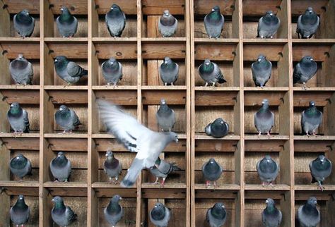 Pigeon Holes Storage, Pigeon Hole, Raising Pigeons, Pigeon Hole Shelves, Pigeons In Flight, Pigeon Cage, Racing Pigeon Lofts, Flying Pigeon, Racing Pigeons