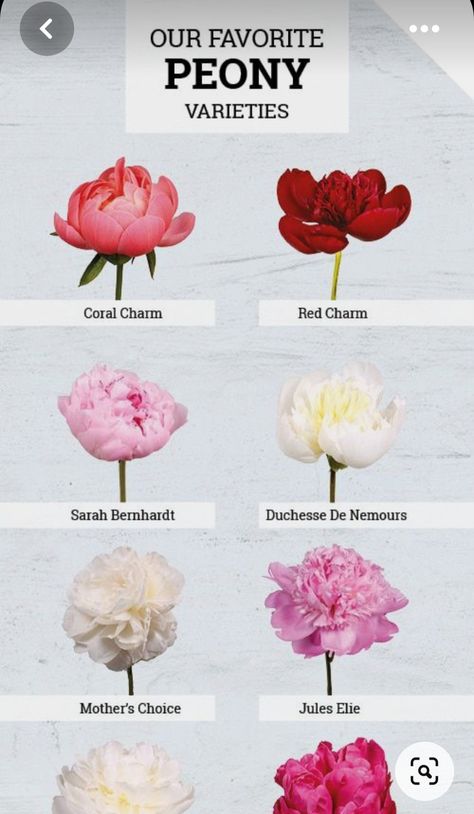 Peony Memorial Tattoo, Red Charm Peony, Pioneses Flowers, Alertie Peony, Peonies Colors, Dark Pink Peonies, Hot Pink Peony, Peony Farm, Peony Colors