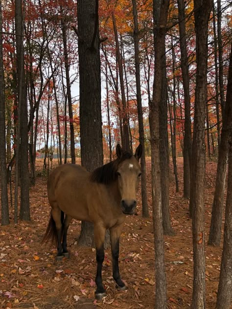 Fall Aesthetic Western, Fall Horse Riding, Fall Horse Wallpaper, Autumn Horse, Horses In Fall, Fall Horse Aesthetic, Dark Buckskin Horse, Autumn Horse Wallpaper, Fall Horse Photography