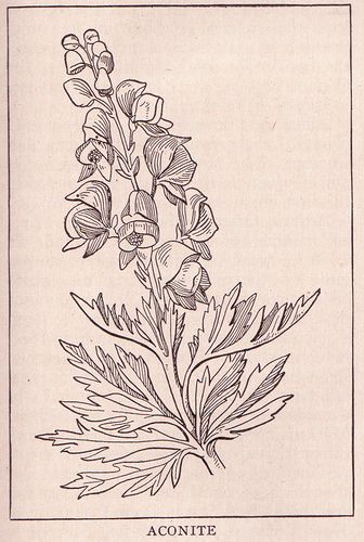 Aconite Flower Tattoo, Aconite Tattoo, Aconite Flower Drawing, Wolfsbane Drawing, Wolfs Bane Flower Drawing, Wolfs Bane Flower Tattoo, Wolfsbane Tattoo, Wolfsbane Illustration, Wolfs Bane Tattoo