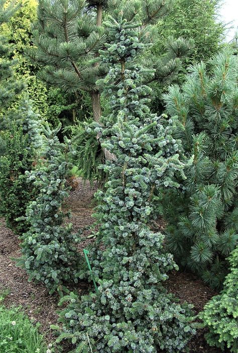 Picea Omorika, Plants