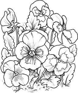 Pansies L-70 Adult Coloring Books Printables, Flower Line Drawings, Halloween Coloring Book, Flower Art Drawing, Grayscale Coloring, Flower Coloring Pages, Flower Doodles, Coloring Book Art, Stamp Crafts