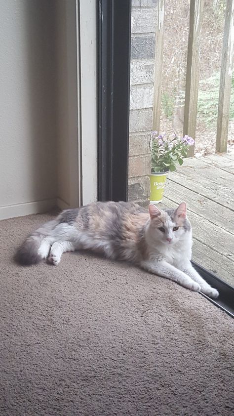 Lilac Calico Cat, Dilute Calico Kitten, Dilute Calico Cat Aesthetic, Diluted Calico Cat, Dilute Calico Cat, Dilute Calico, Long Haired Cat, Tortie Cats, Sea God