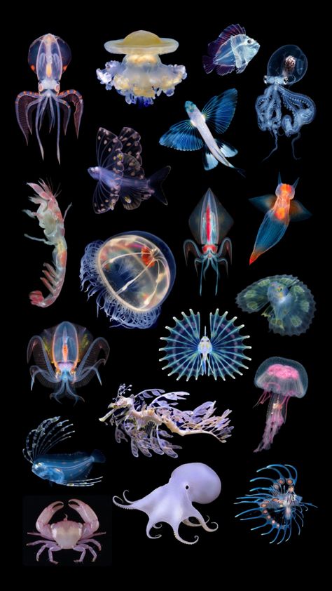 Sea Creature Design, Cool Sea Creatures, Deep Sea Animals, Deep Sea Life, Jellyfish Pictures, Deep Sea Fish, Sea Life Animals, Deep Sea Creatures, Bio Art