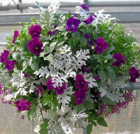 Container Ideas, Container Gardening Flowers, Plants For Hanging Baskets, Dusty Miller, Outdoor Flowers, Garden Containers, Container Garden, Container Flowers, Perennial Garden