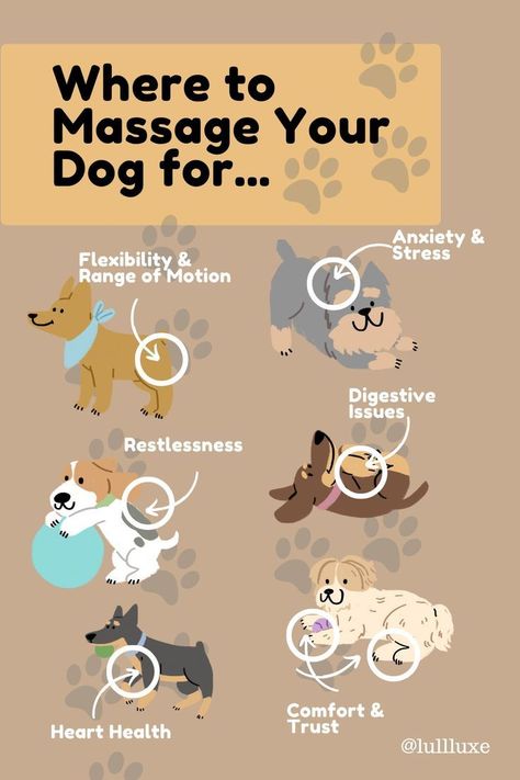 where to massage your dog for.... Dog Pressure Points, Dog Massage Points, Dog Massage Techniques, Dog Massage, Meds For Dogs, Puppy Sleeping, Dog Body Language, Dog Remedies, Dog Wellness