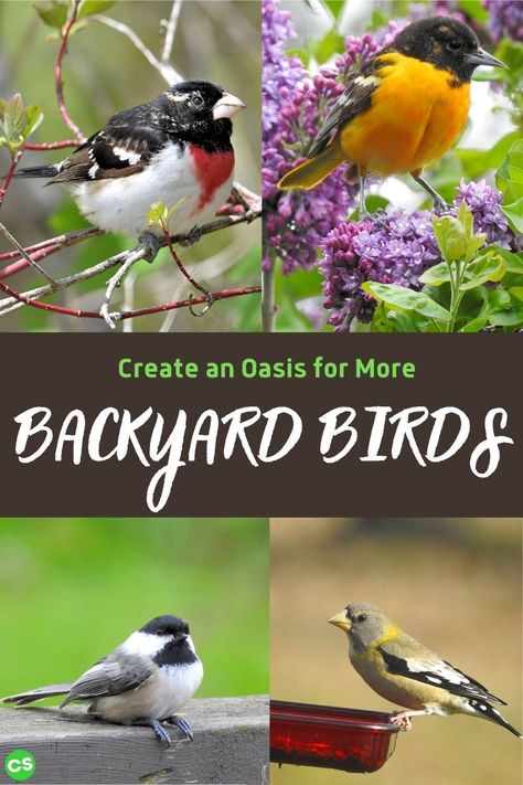 There are things you can easily do to turn your backyard into an inviting oasis for your feathered friends. Invite more backyard birds with these tips! #backyardbirds #featheredfriends #attractingbirds #birds Landscaping For Birds And Butterflies, Backyard Birds Sanctuary, Bird Ideas, Squirrel Feeders, Bird Sanctuary, What Is A Bird, Pollinator Garden, How To Attract Birds, Rare Birds