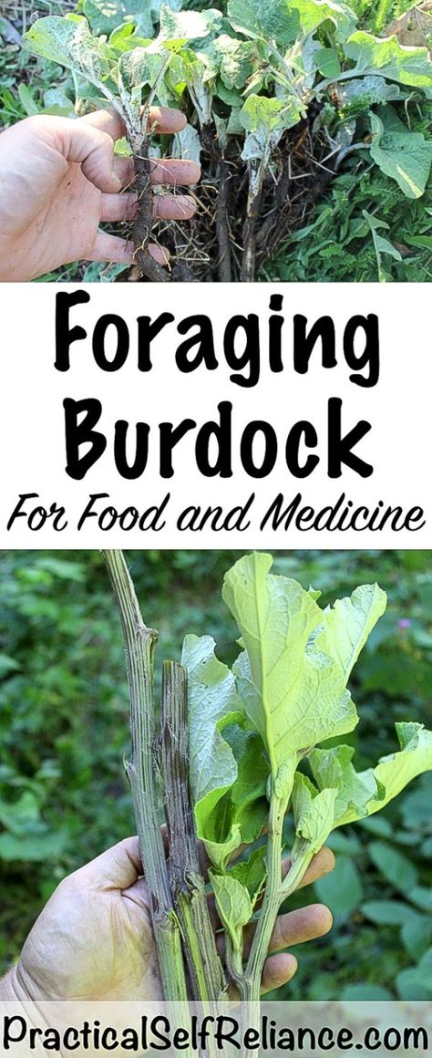 Foraging Burdock for Food and Medicine Wild Foraging, Wild Food Foraging, Potato Bar, Foraging Recipes, Edible Wild Plants, Foraged Food, Food Medicine, Burdock Root, Healing Plants