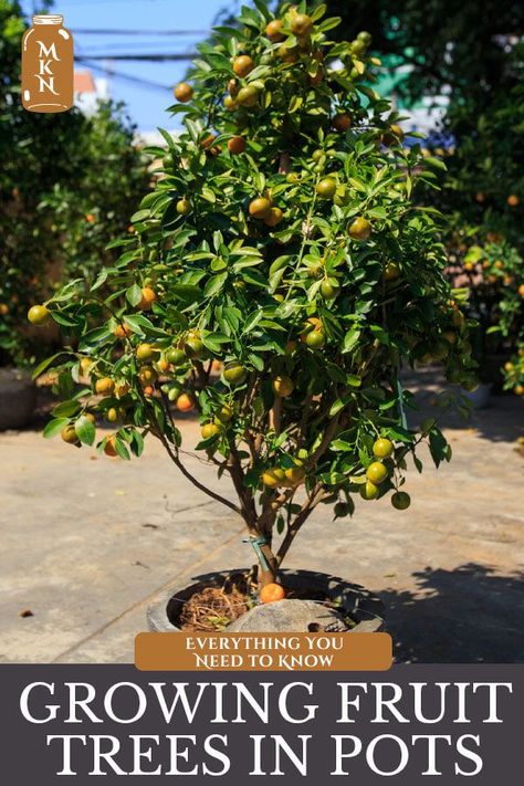 Multi Fruit Tree, Fruit Trees In Pots, Trees In Pots, Fruit Trees In Containers, Loquat Tree, Potted Fruit Trees, Planting Fruit Trees, Fruit Tree Garden, Gardener Aesthetic