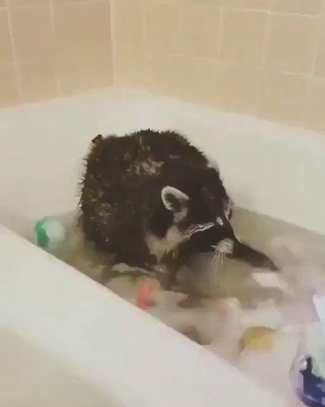 Cute Raccoon, Racoon, Bubble Bath, Cute Creatures, Sweet Animals, Funny Animal Pictures, Cute Little Animals, 귀여운 동물, Animal Memes