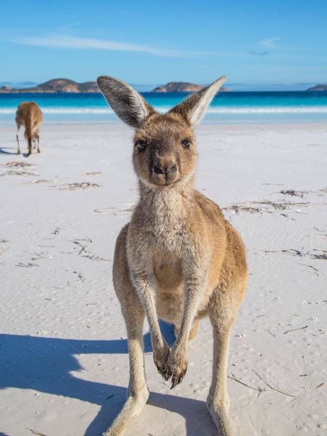 Kangaroo on the beach, can you get more Western Australian? Grand National, Australian Animals, Travel Australia, Great Barrier Reef, Animal Tattoos, Australia Travel, Tasmania, Western Australia, 귀여운 동물