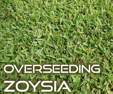 Zoysia Grass Lawn, Zoysia Lawn, Zoysia Grass Seed, Sod Grass, Grass Types, Zoysia Grass, Lawn Turf, Seeding Lawn, Lawn Alternatives