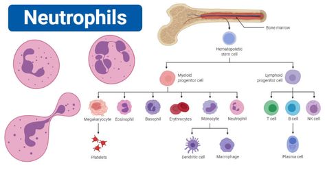 Neutrophils Definition Neutrophils are a type of white blood cell with multi-lobed nuclei and stainable cytoplasmic granules. These are the most abundant granulocytes, occupying about 40-60% of the total number of white blood cells in the blood. Neutrophils, like all other blood cells, are formed from the stem cells in the bone marrow. After differentiation ... Read more Neutrophils – Definition, structure, count, range, functions The post Neutrophils – Definition, structure, count, Neutrophils Function, Microbiology Notes, White Blood Cell, Nursing Cheat, Medicine Packaging, Cells And Tissues, Blood And Bone, Biology Lessons, White Blood