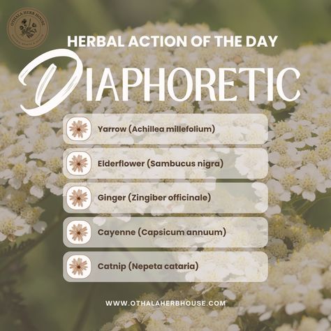 Diaphoretic herbs stimulate the sweat glands, encouraging perspiration to cool the body and expel waste products. These herbs can be particularly useful in situations such as: 🌿 Managing Fevers: Herbs like yarrow and elderflower help reduce fever by promoting sweating and cooling the body. 🌿 Detoxification: Herbs such as peppermint and ginger support the body’s natural detox processes by increasing perspiration and eliminating toxins through the skin. 🌿 Relieving Congestion: Diaphoretic he... Expectorant Herbs, Medicinal Gardening, Homemade Medicine, Reduce Fever, Medicinal Herbs Garden, Herbs Garden, Body Detoxification, Achillea Millefolium, Herbal Apothecary