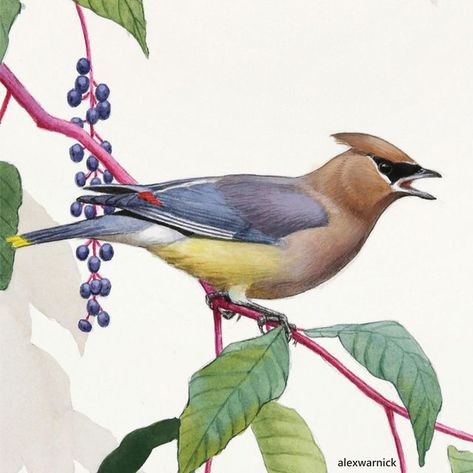 Waxwing Tattoo, Bird Artists, Cedar Waxwing, Wildlife Artwork, Wildlife Paintings, Scientific Illustration, Nature Tattoos, Exotic Birds, Bird Illustration