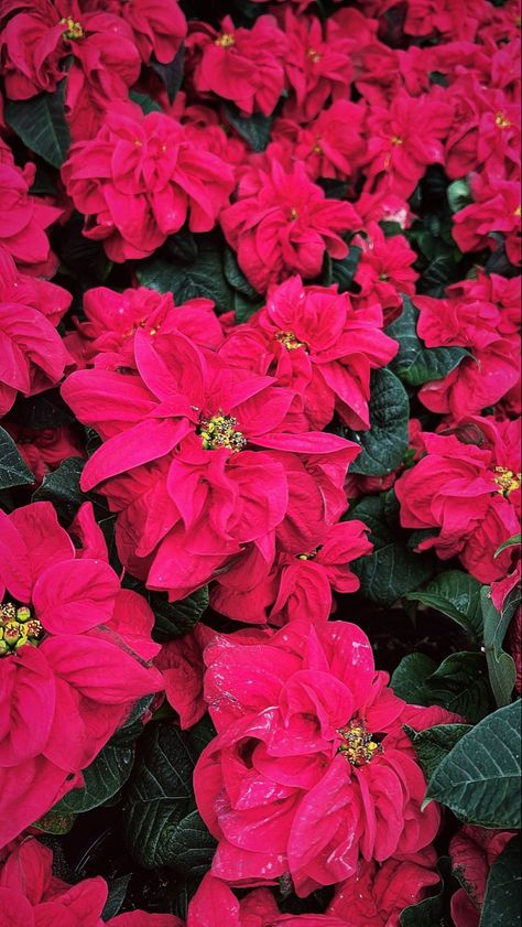 #flowers #flowerwallpaper #christmas #poinsettias Poinsettia Wallpaper, Christmas Display, Flower Wallpaper, Poinsettia, Flowers, Christmas, Quick Saves