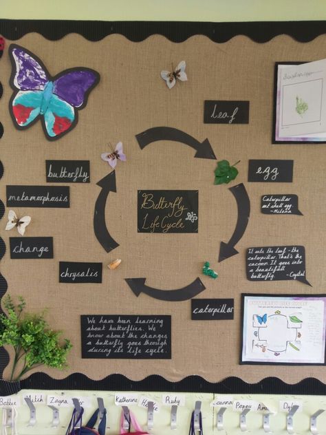 Butterfly Display Classroom, Butterfly Life Cycle Bulletin Board, Nursery Ideas Eyfs, Life Cycle Of A Butterfly Bulletin Board, Butterfly Life Cycle Diorama, Butterfly Life Cycle Art, Diy Life Cycle Of A Butterfly, Butterfly Life Cycle Anchor Chart Kindergarten, Butterfly Life Cycle Craft