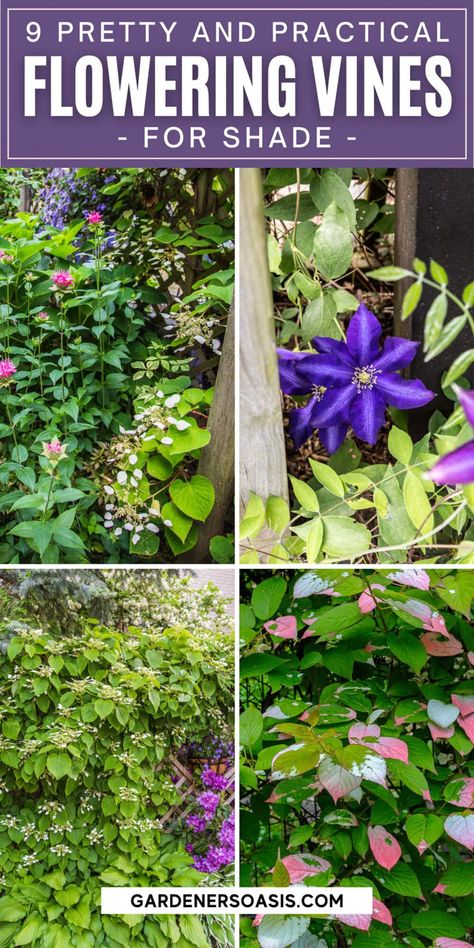 When I needed to hide my neighbor's shed from view in my shady garden, I had a tough time finding flowering vines for shade that were non-invasive. This list of perennial shade vines has some plants with really pretty flowers that won't take over your yard. Shade Vines, Vines For Shade, Climbing Plants Fence, Shady Backyard, Perennial Flowering Vines, Vine Fence, Climbing Plants Trellis, Creepers Plants, Shady Garden