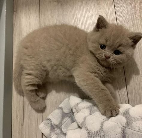 British Shorthair Kittens, Dream's Cat, British Shorthair Cats, Puppies And Kitties, Baby Kittens, British Shorthair, Indoor Cat, Cute Cats And Dogs