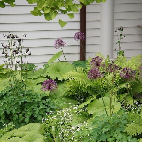 Adam Woodruff Garden Design, Allium Purple Rain, Astilboides Tabularis, Black Barlow, Matteuccia Struthiopteris, Galium Odoratum, Filler Plants, Adam Woodruff, Aquilegia Vulgaris