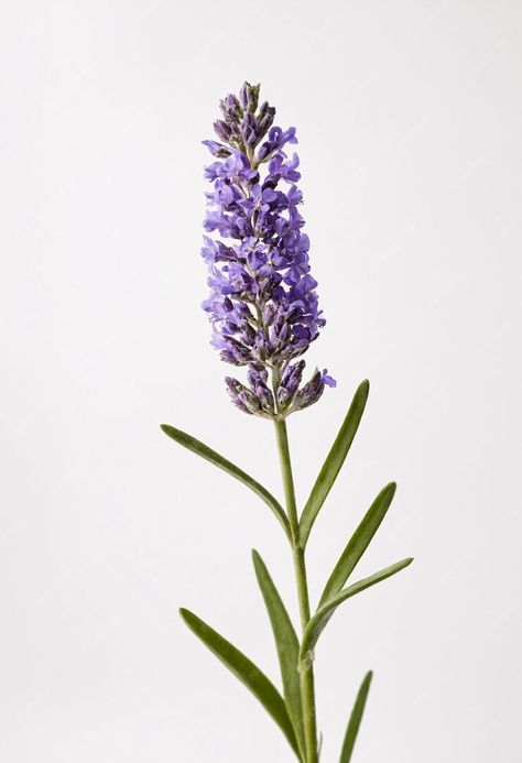 Premium Photo | Single lavender flower on white background Lavender Plant Photography, Lavender Reference, Lavendar Plant, Gemini Lavender, Lavender Collage, Lavender Png, Lavender Photo, Flower On White Background, Flowers Single