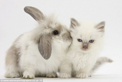 Bunny And Cat, Cat And Bunny, Cats And Bunnies, Cats And Rabbits, Bunny Cottage, Cat Crazy, Kitten Photos, Fluffy Bunny, Ragdoll Kitten