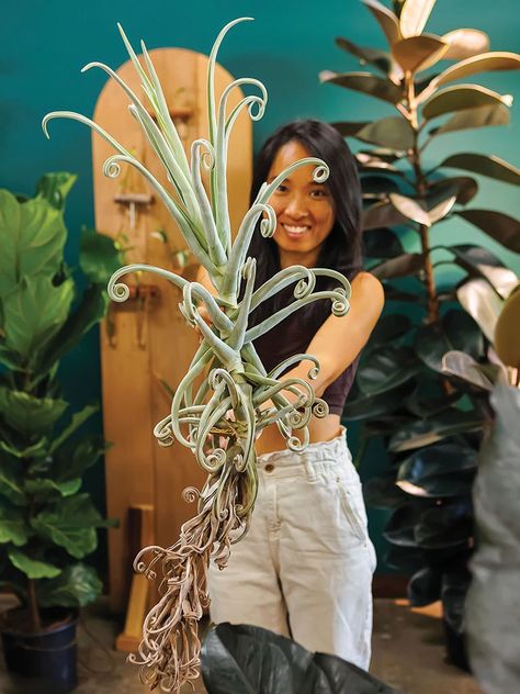 Kaimuki Plantoem shop owner Zoe Zhang carries an impressive giant air plant known as Tillandsia duratii. Read on for some of her plant upkeep tips. Photo: Aaron K. Yoshino Big Air Plants, Large Air Plant Display, Jelly Fish Air Plants, Medusa Air Plant, Large Air Plants, Tillandsia Xerographica Display, Hawaii Homes, Air Plants, Urban Garden